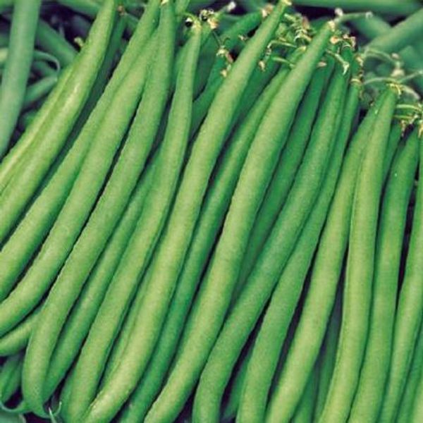 Hovedbilde Bønner, aspargesbønne Kylian -Frø-