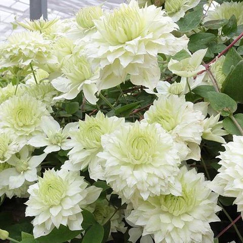 Clematis Manjou Special  Klematis - 1 plante i 9 cm potte