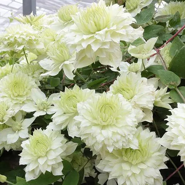 Hovedbilde Clematis Manjou Special  Klematis - 1 plante i 9 ...