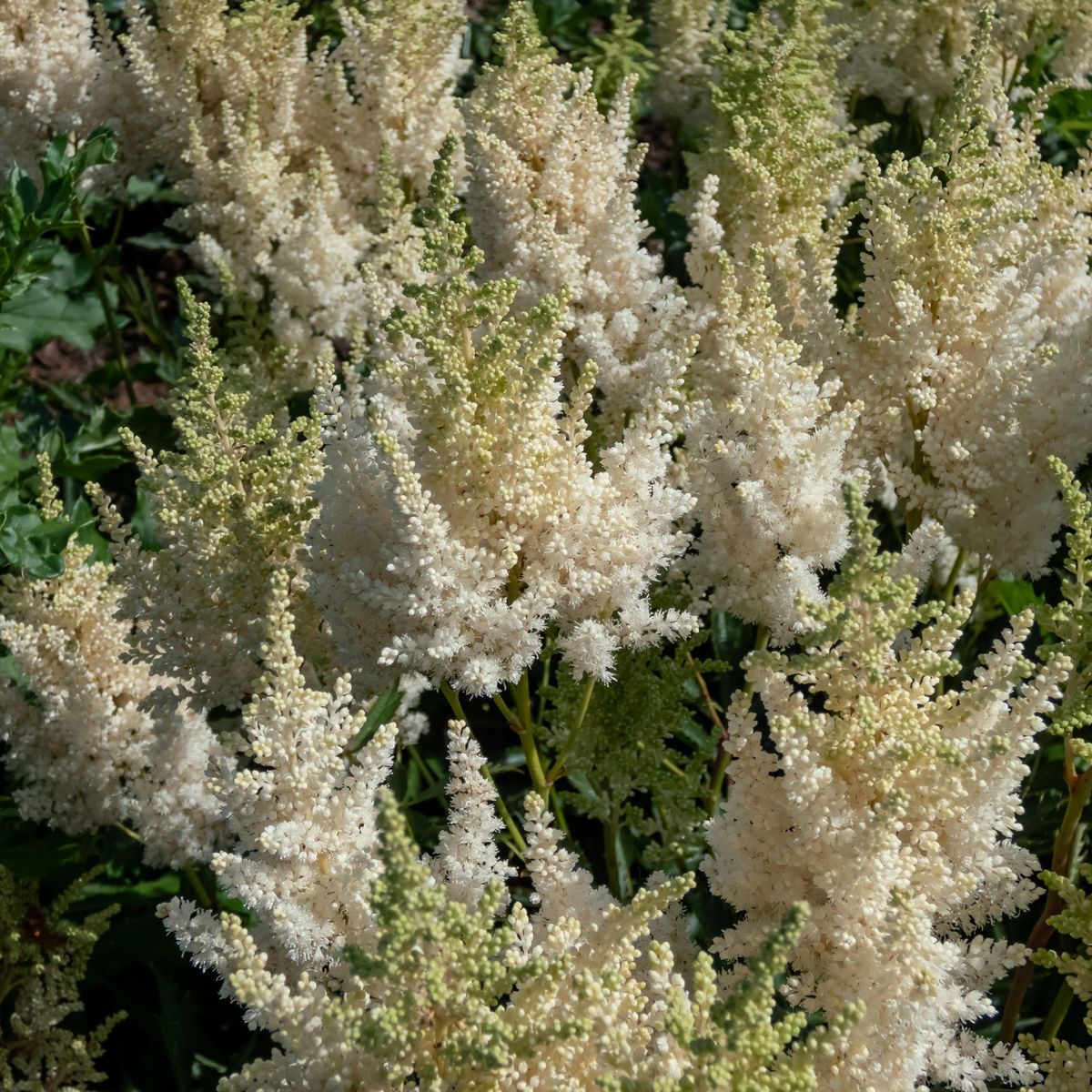 Astilbe Moccachino  1 rot