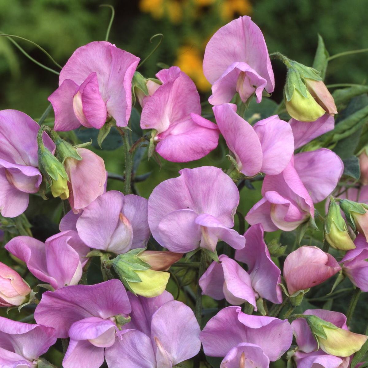 Lathyrus odoratus Royal Lavender. Blomsterert - Frø -