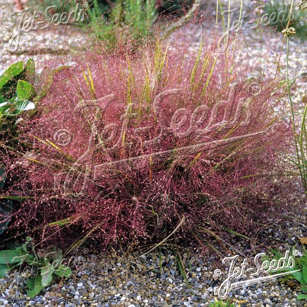 Hovedbilde Eragrostis spectabilis Purple Love Grass. ...