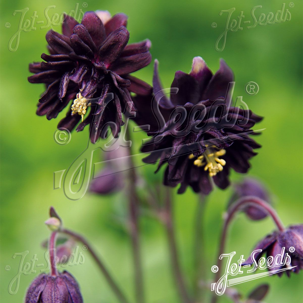 Aquilegia Stellata plena Black Barlow. Akeleie - Frø -