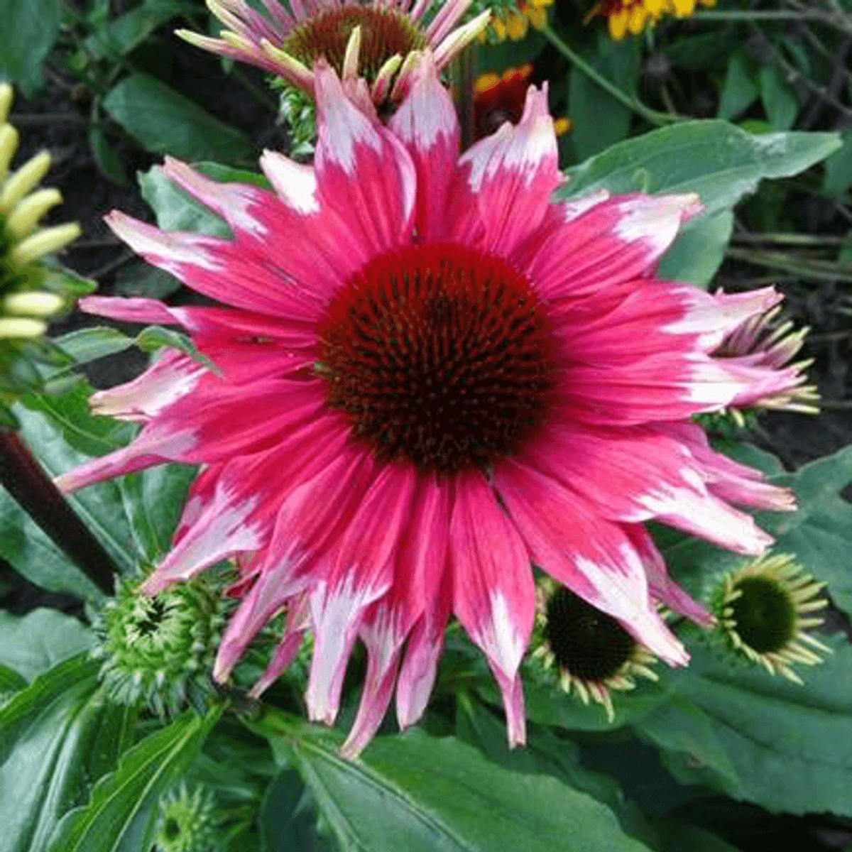 Echinacea purpurea Playful Meadow Mama. Solhatt  1 rot
