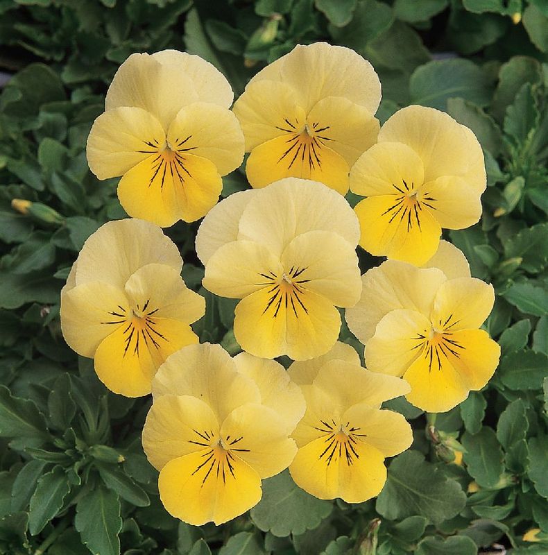 Viola cornuta Sorbet Lemon Chiffon. Stemor - Frø -