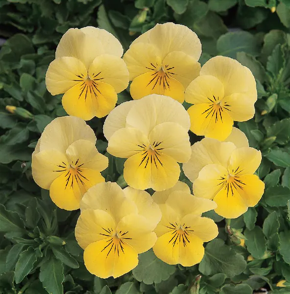 Hovedbilde Viola cornuta Sorbet Lemon Chiffon. Stemor - Frø ...