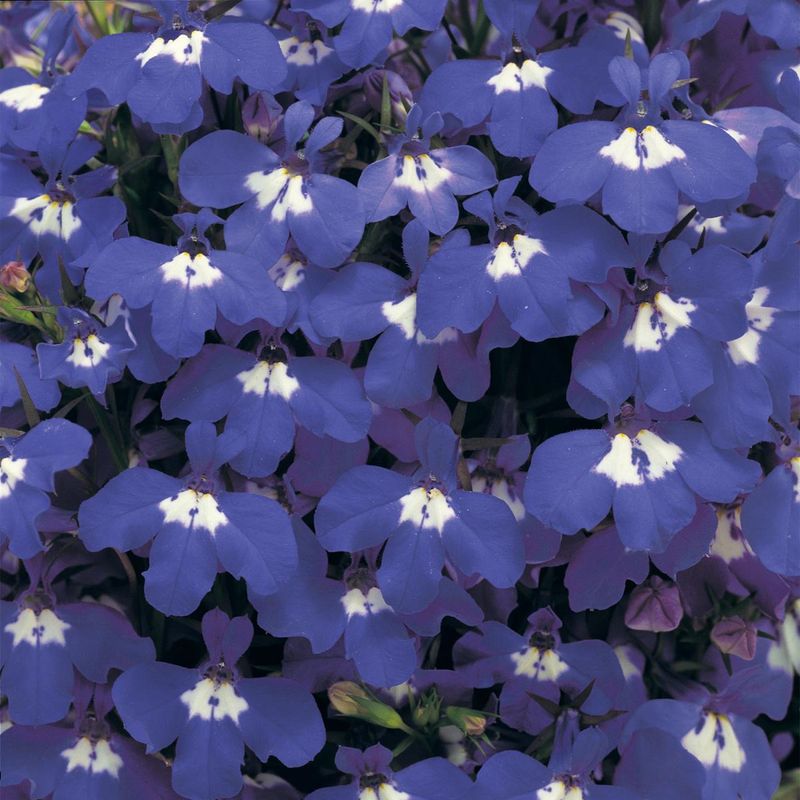 Lobelia pendula Saphir -Frø-