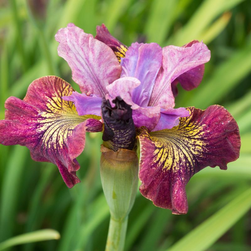 Iris sibirica Peacock butterfly Miss Apple  1 rot 