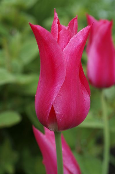 Hovedbilde Tulipan Mariette - 6 løk