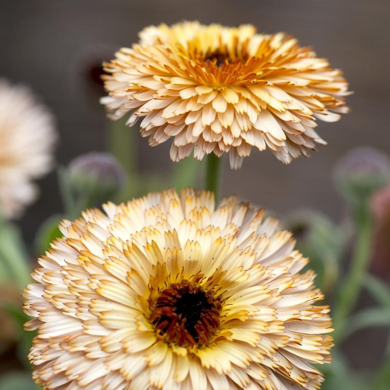 Calendula officinalis Pygmy Buff. Ringblomst - Frø -