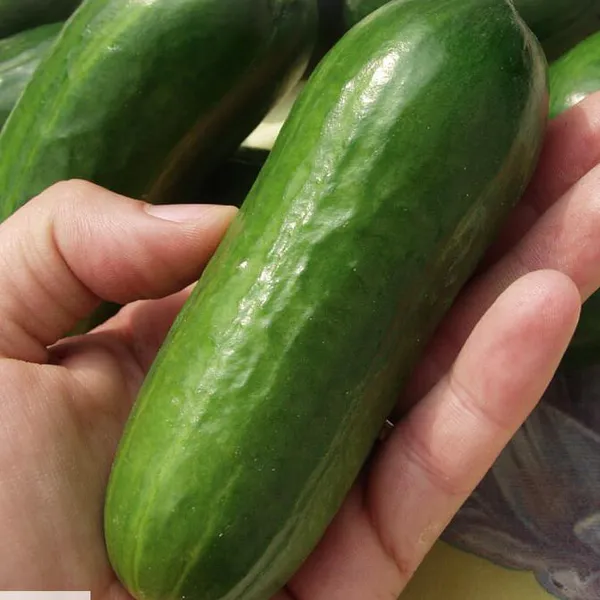 Hovedbilde Agurk / snackagurk Iznik F1 -Frø-