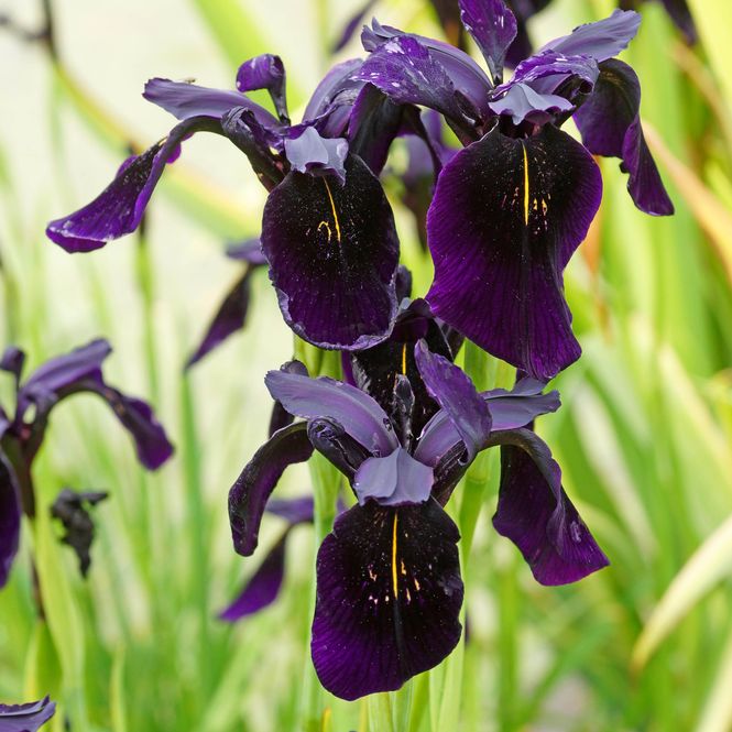 Hovedbilde Iris chrysographes Black Form - 1 rot 