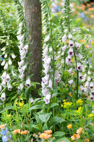 Hovedbilde Digitalis purpurea Pams Choice. Revebjelle -Frø-