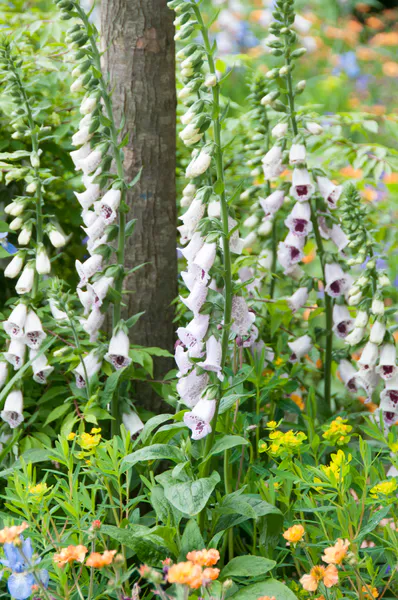 Hovedbilde Digitalis purpurea Pams Choice. Revebjelle -Frø-