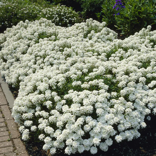 Hovedbilde Iberis semp. Schneeflocke -Frø- Snøsløyfe