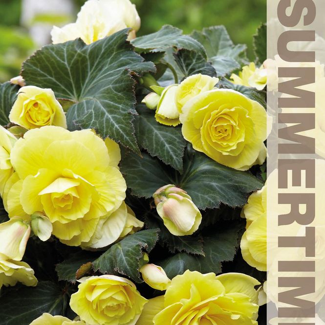 Hovedbilde Begonia Storblomstret Dobbel gul - 3 knoller