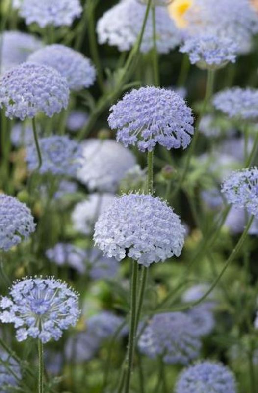 Trachymene coerulea Lace Blue. Kniplingsblomst -Frø-