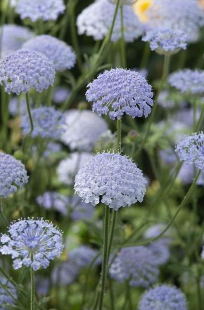 Trachymene coerulea Lace Blue. Kniplingsblomst -Frø-