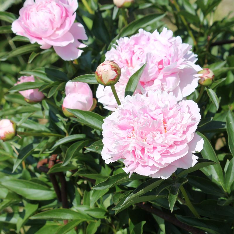 Paeonia lactiflora Pink Jewel. Silkepeon - 1 rot