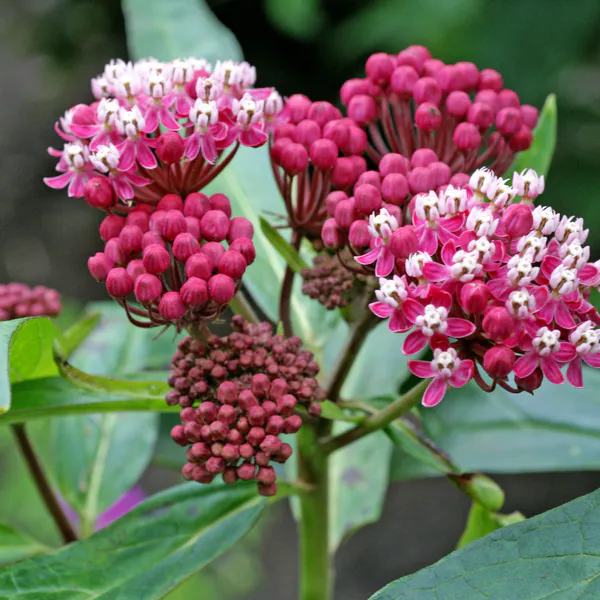 Hovedbilde Asclepias incarnata Soulmate. Silkeurt - 1 rot 