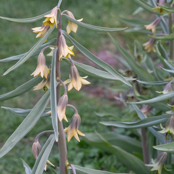 Hovedbilde Fritillaria Green Eyes - 1 løk