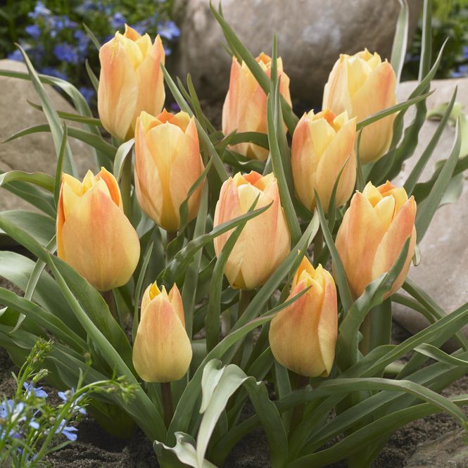 Hovedbilde Tulipan Batalinii Bright Gem. 10 løk.