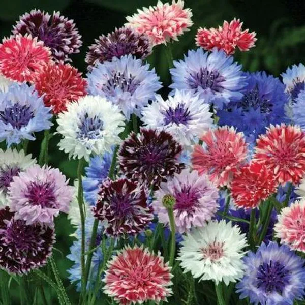 Hovedbilde Centaurea cyanus classic artistic mix. Kornblomst ...