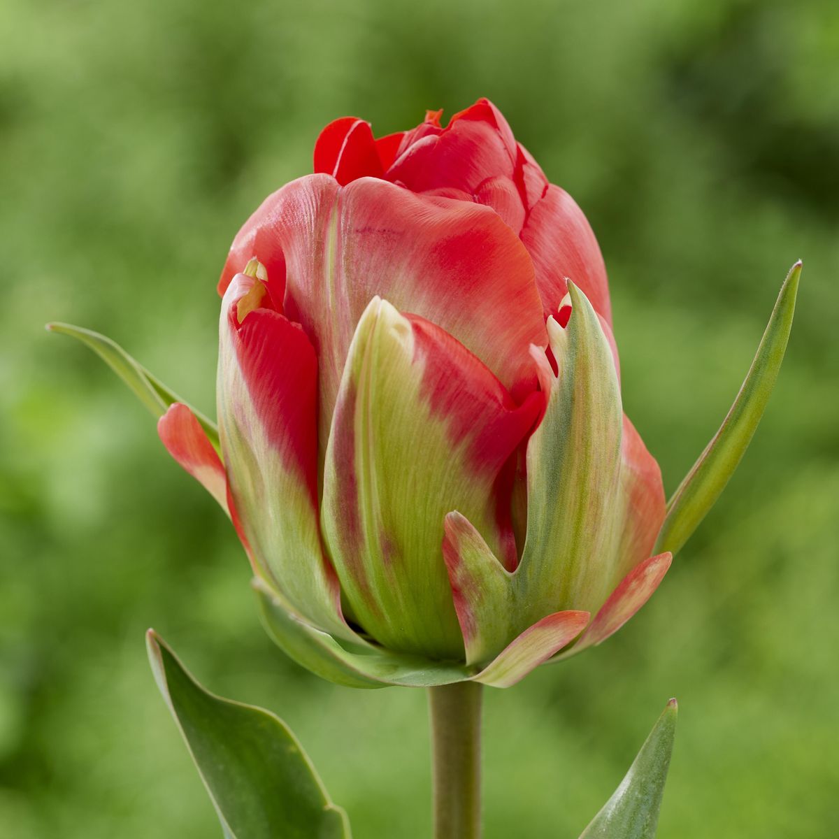 Tulipan Red Bono - 6 løk