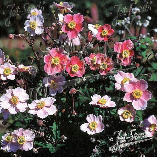 Hovedbilde Anemone hupehensis Rose Beauty (japonica) - Frø -