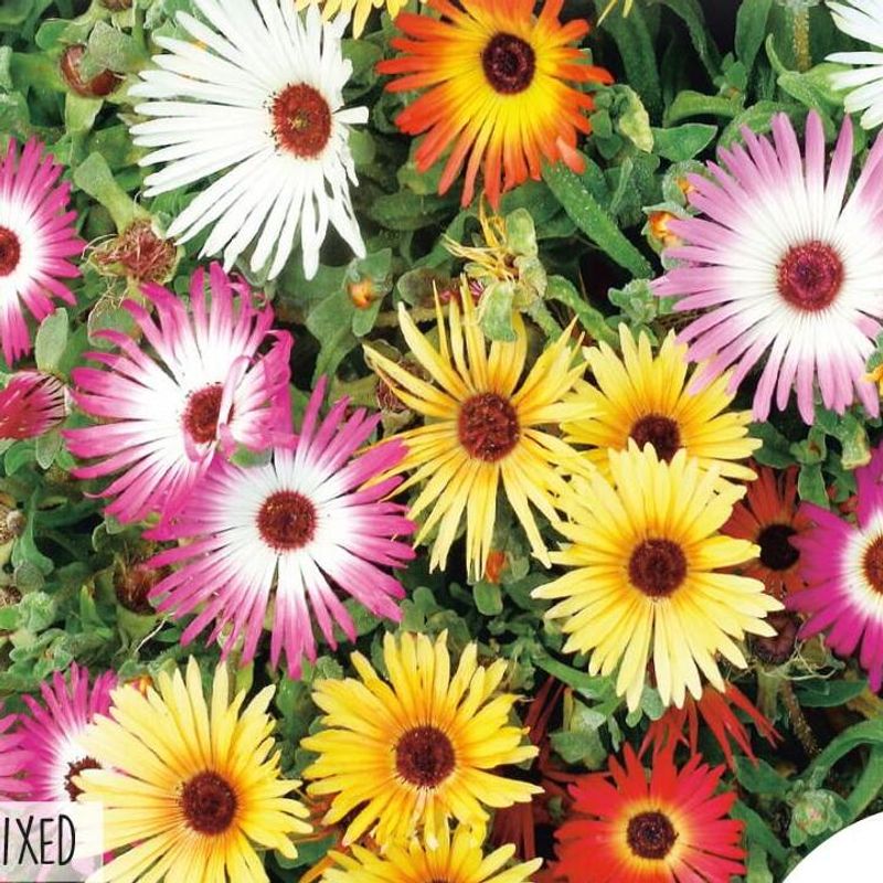 Dorotheanthus Sparkles Mix -Frø- Middagsblomst