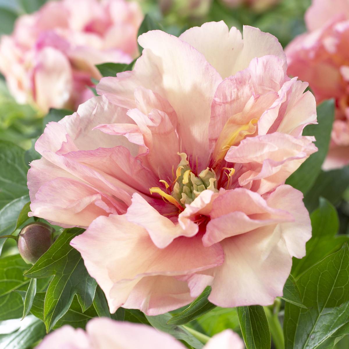 Paeonia Itoh-hybrid Canary Brilliant. Edelpeon. 1 rot.