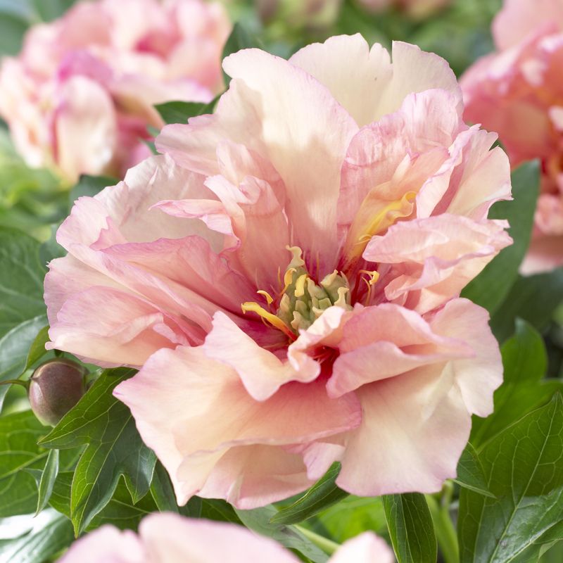 Paeonia Itoh-hybrid Canary Brilliant. Edelpeon - 1 rot