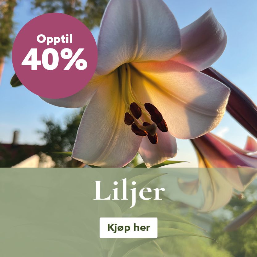Flerårige liljer - kjøp liljeløk på nett
