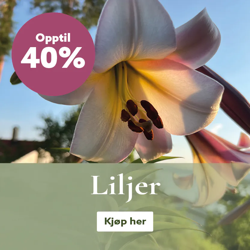 Flerårige liljer - kjøp liljeløk på nett