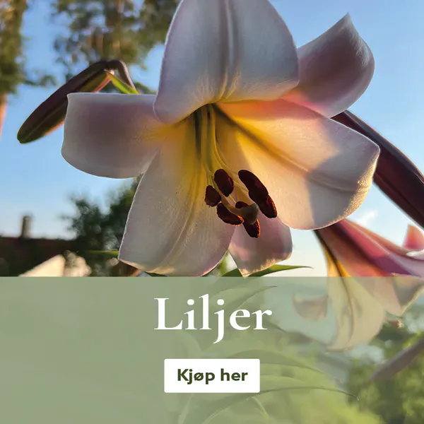 Flerårige liljer - kjøp liljeløk på nett