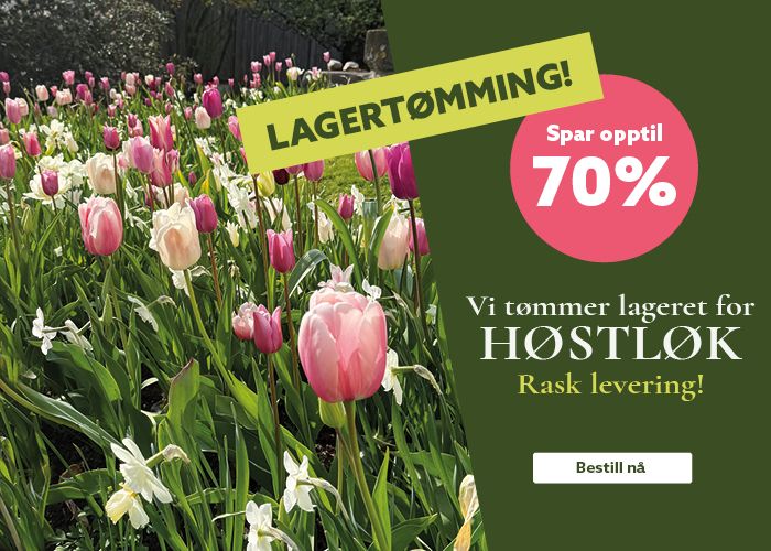 Bestill høstløk på nett