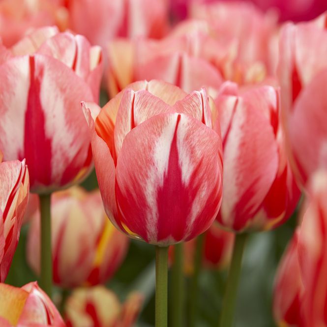 Hovedbilde Tulipan Spryng Break - 7 løk