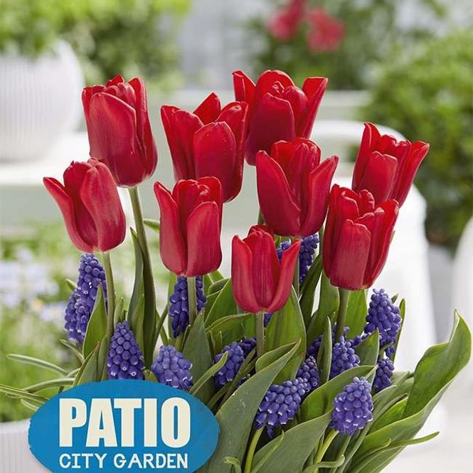 Hovedbilde Lovers Patio. Tulipan og perleblomst i blanding - ...