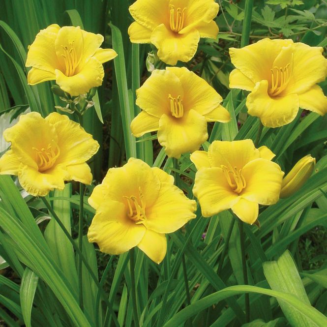 Hovedbilde Hemerocallis Stella de Oro - Daglilje - 1 rot