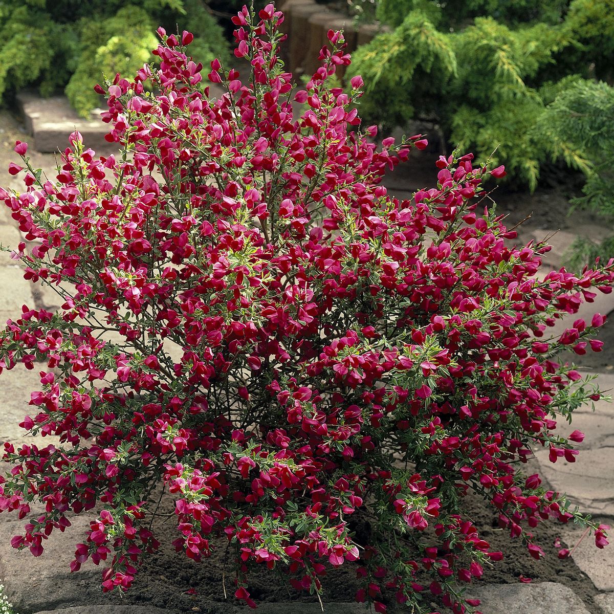 Cytisus Boskoop Ruby. Gyvel - 1 plante i 9 cm potte