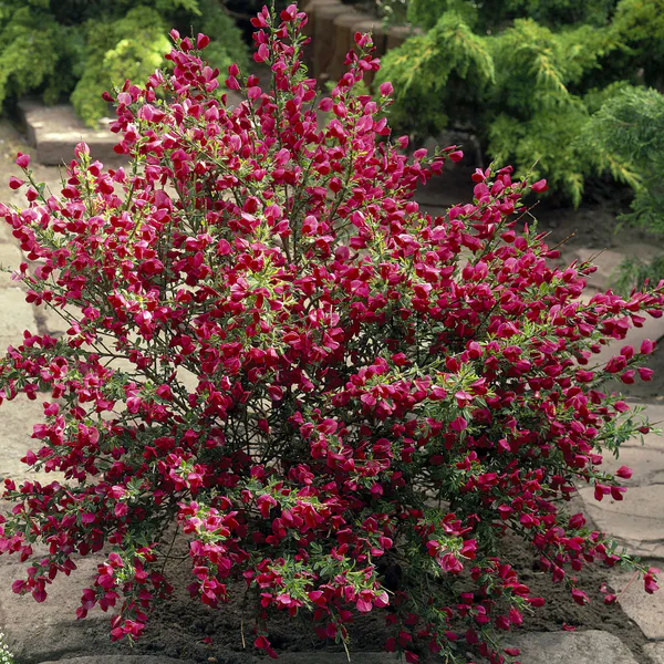 Hovedbilde Cytisus Boskoop Ruby. Gyvel - 1 plante i 9 cm ...