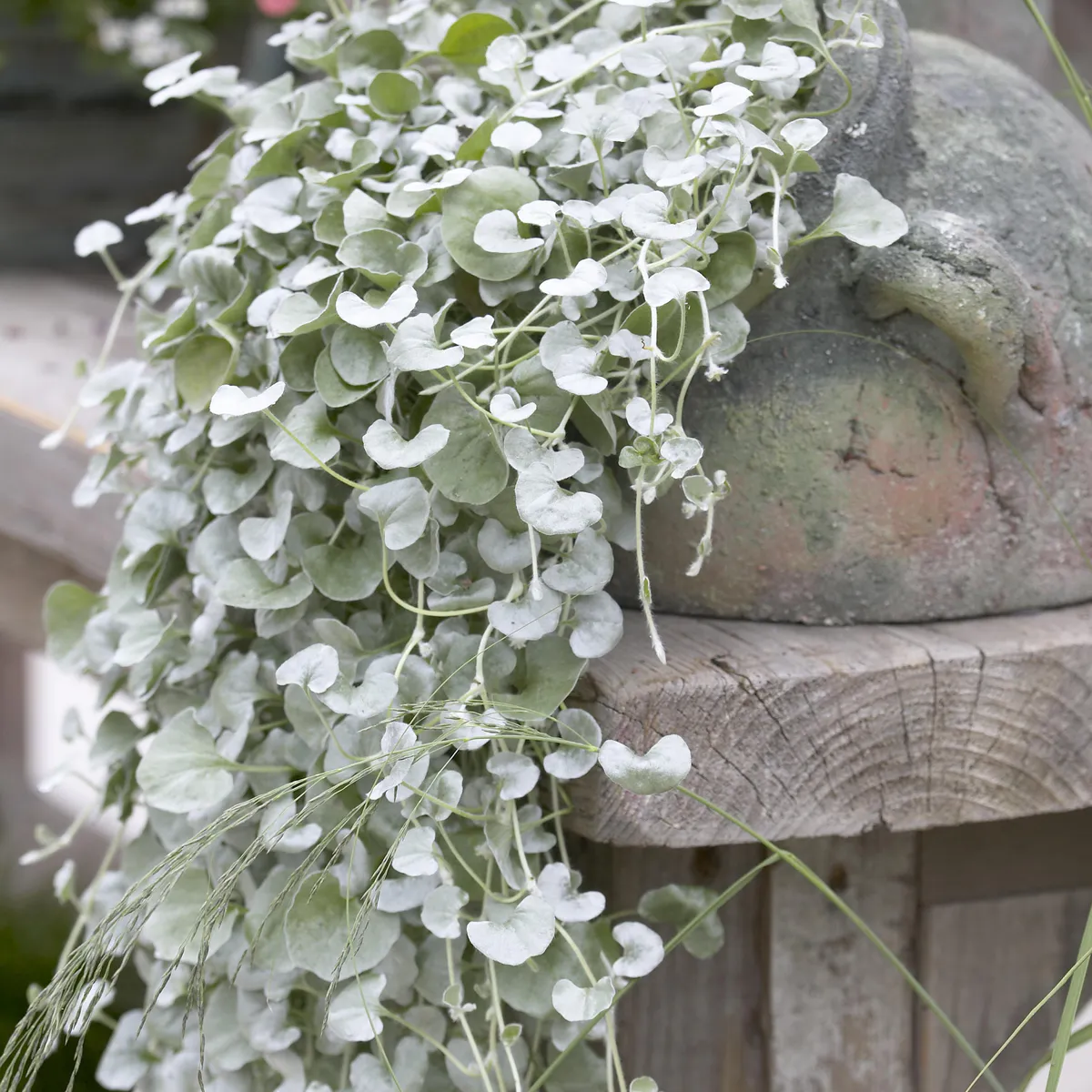 Dichondra Silverfalls - 1 plante i 10,5 cm potte