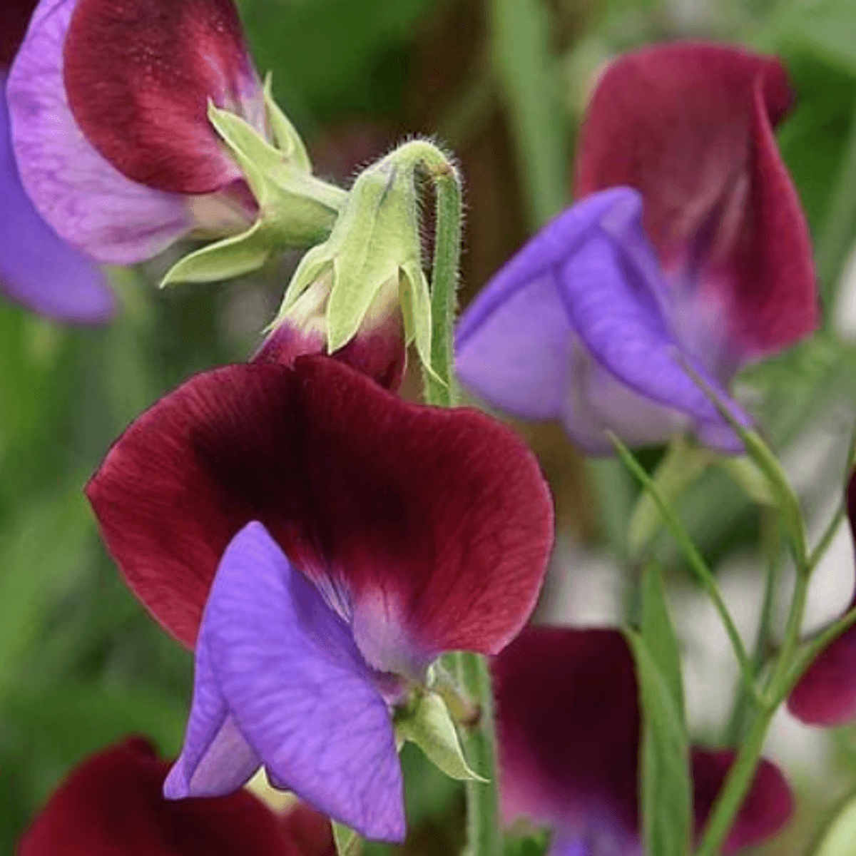 Lathyrus odoratus Matucana. Blomsterert -Frø-