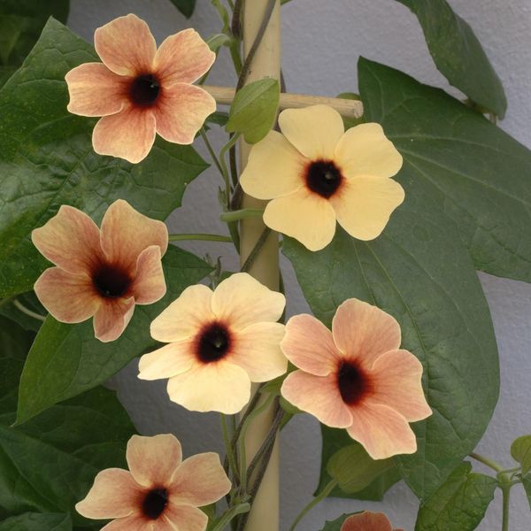 Hovedbilde Thunbergia alata African Sunset Mixed -Frø-