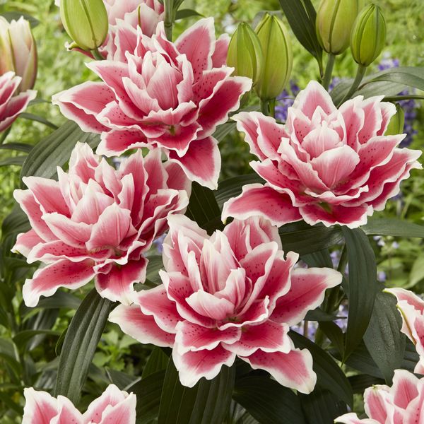 Hovedbilde Lilje Samantha. Orientalsk roselily - 3 løk