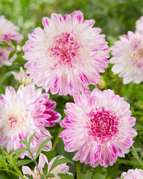 Hovedbilde Dahlia Que Sera - 1 knoll 