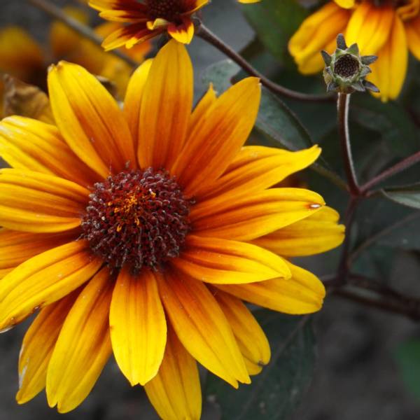 Bilde av Heliopsis Fire Twister. Solye - 1 rot