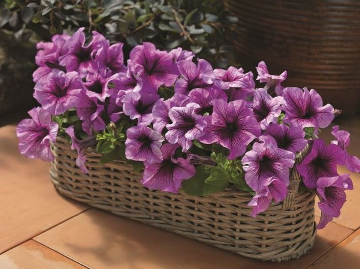 Petunia grandiflora Tritunia Plum -Frø-