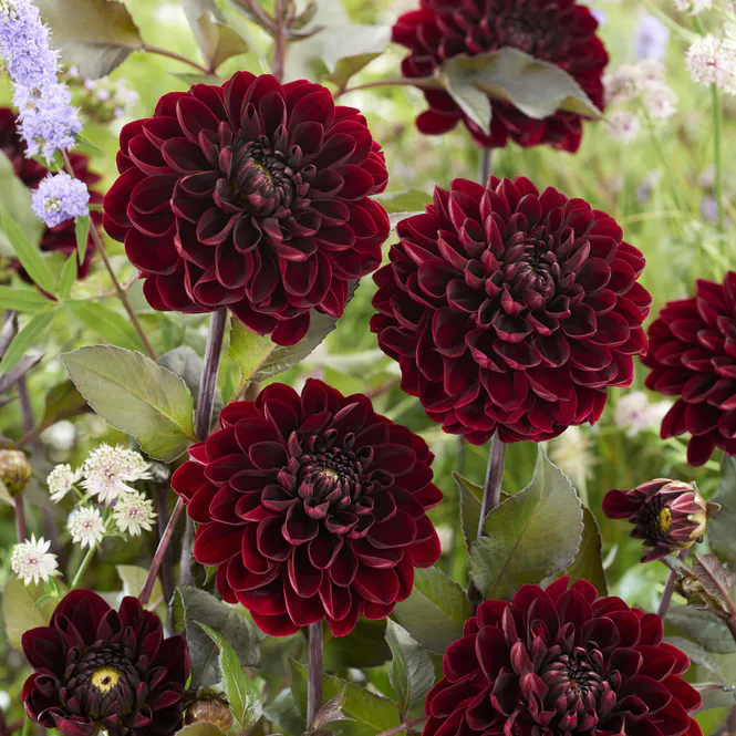 Hovedbilde Dahlia Manoa - 1 knoll