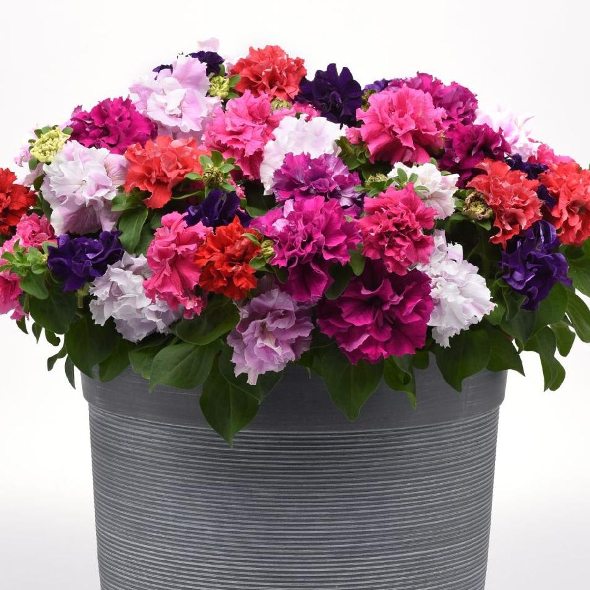 Petunia  Cascade mix. F1 -Frø-